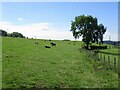 Cattle, Stoneside