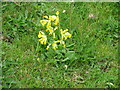 Cowslips on Common Hill