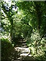 Footpath and high hedges, Skaigh