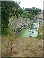 Teasel by the cart pond