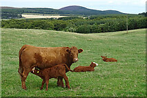 NJ4460 : Cow and Calf by Anne Burgess