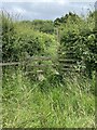 Very overgrown stile