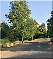 SO5316 : Tree-lined road, Ganarew, Herefordshire by Jaggery