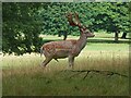 SK2670 : Fallow deer in Chatsworth Park by Graham Hogg