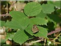SE2232 : Speckled wood butterfly on brambles by Stephen Craven