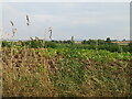 Potato field at Reston