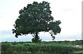 Tree on Eakley Lanes north of Stoke Goldington