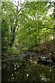 The beck just after emerging from the culvert carrying it under the Meltham Greenway near Folly Dolly Falls