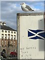 ?Use Feeding Poles at own Risk !? Eyemouth Harbour