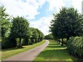 Avenue of lime trees