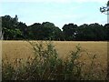 Stubble field near Meadow Farm