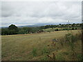 Grazing cattle, Hanley Child