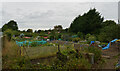 Knaresborough Allotments