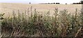 Stubble field on NE side of minor road west of Bedale