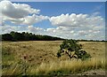 Grassland near Chelmsford