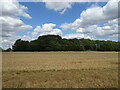 Stubble field and woodland, Perry Green