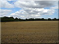 Stubble field off Church Road