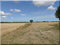 Harvested fields with lone tree