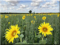 A field of sunflowers near Babraham