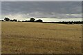 Harvested field by the A507