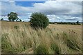 Hedgerow between fields