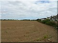 Field and hedgerow