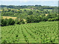 TQ7324 : Elderflower orchard at Robertsbridge by David M Clark