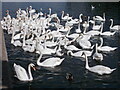 A bevy of mute swans on the River Nene
