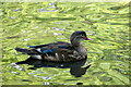 Mandarin Duck (Aix galericulata), Beauchief Abbey