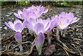 Autumn crocus, Herne Bay Memorial Park