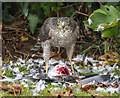 Sparrowhawk, Bangor