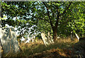 Churchyard, Blackawton