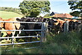 Curious cows