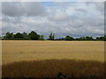 Stubble field, Shipmans