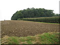 TF9525 : Prepared field and woodland near West Wood Farm by Jonathan Thacker