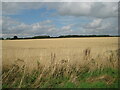 TF8425 : Stubble field near Helhoughton by Jonathan Thacker