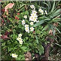 A fresh bloom of primroses