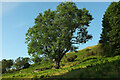 Ash below Worcestershire Beacon