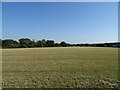 Cut silage field off Margaretting Road