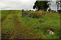 An open field, Drumragh