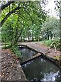 Watercourse in Tehidy Woods