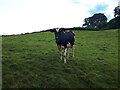 SD5597 : A cow across the Ha-Ha, near Shaw End by Rich Tea