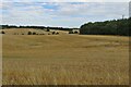 Farmland and wood at Cumberlow Green