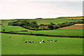 Cattle Grazing near Rodden