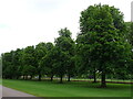 Trees beside the Long Walk