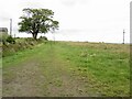 Path, White Paddock Farm