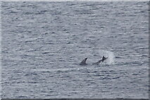 HZ2069 : Risso's Dolphin (Grampus griseus) tail-slapping, South Harbour, Fair Isle by Mike Pennington