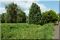 Trees near the Teme