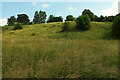 Trees on hillside near Tenbury Wells