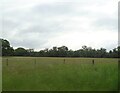 Grazing off Collum Green Road